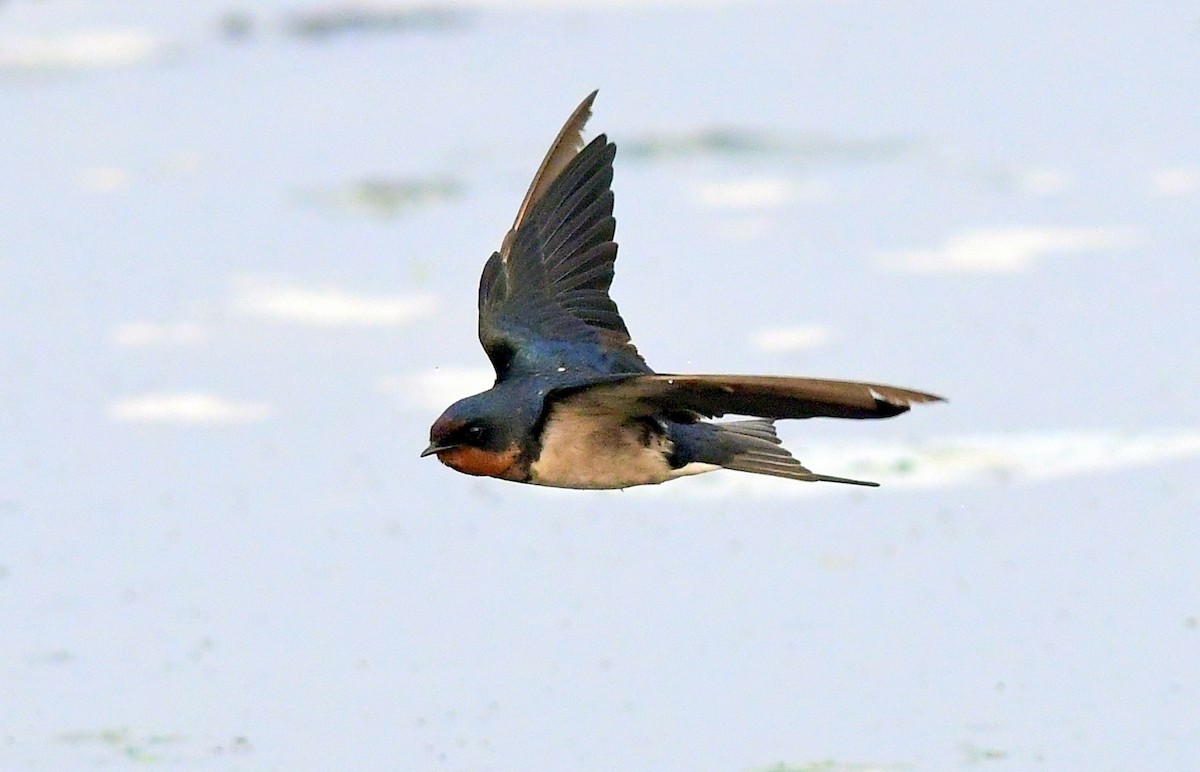 Barn Swallow - ML647174133
