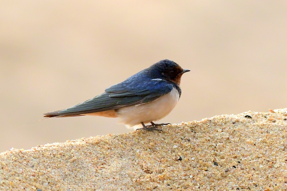 Barn Swallow - ML647174134