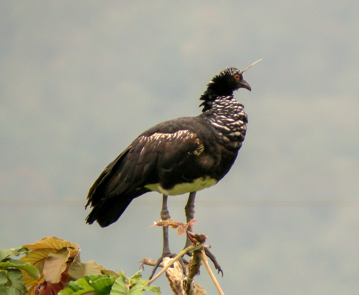 Horned Screamer - ML647174135