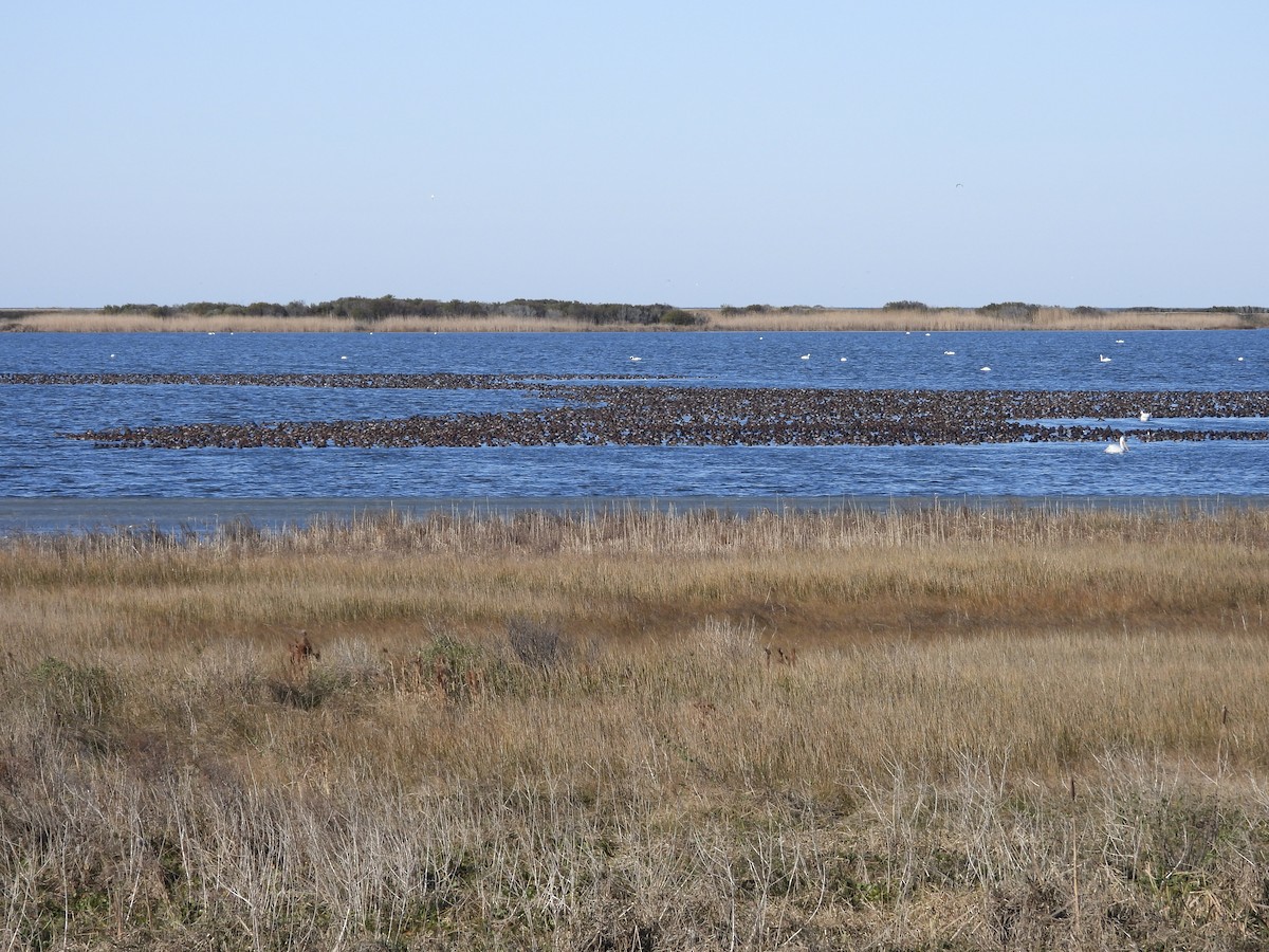 Redhead - ML647174136