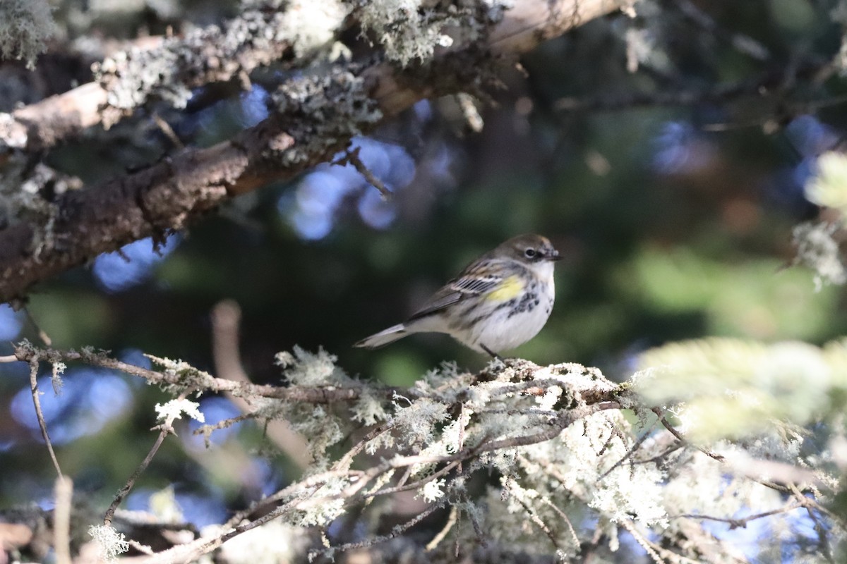 Yellow-rumped Warbler - ML647174137