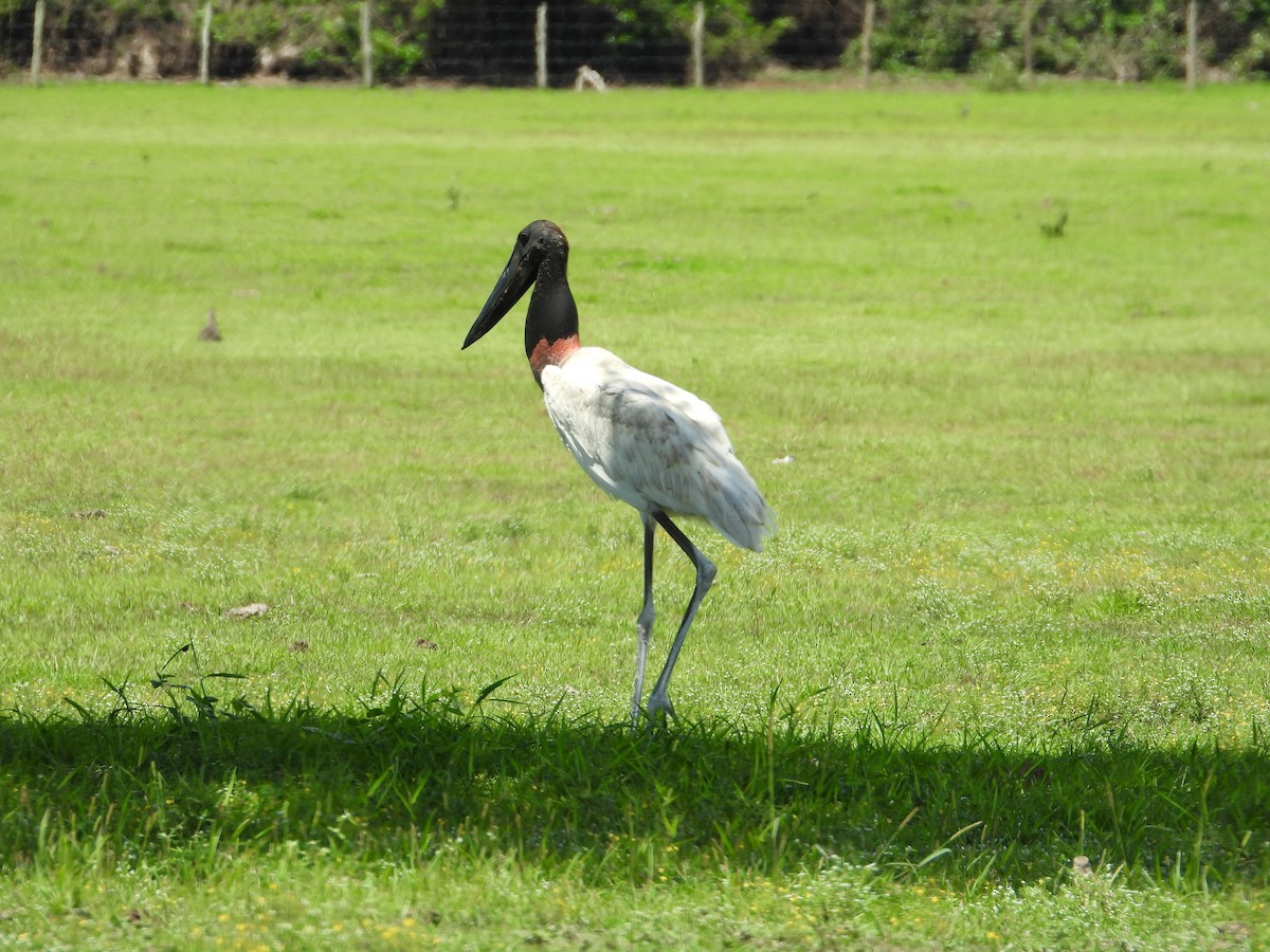 Jabiru - ML647174140