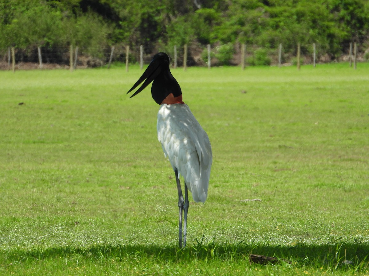 Jabiru - ML647174141