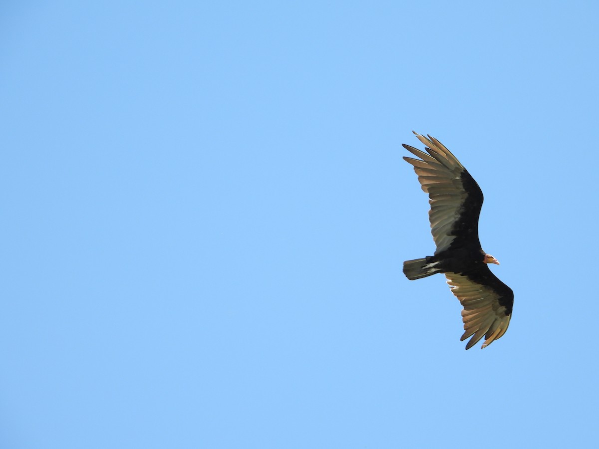 Lesser Yellow-headed Vulture - ML647174142