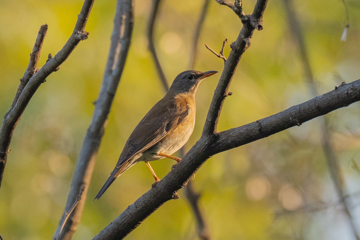 Pale Thrush - ML647174143