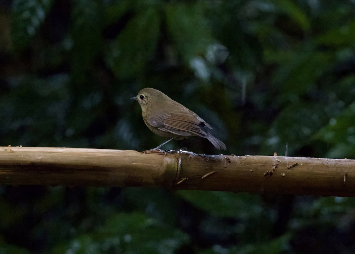 White-tailed Robin - ML647174147