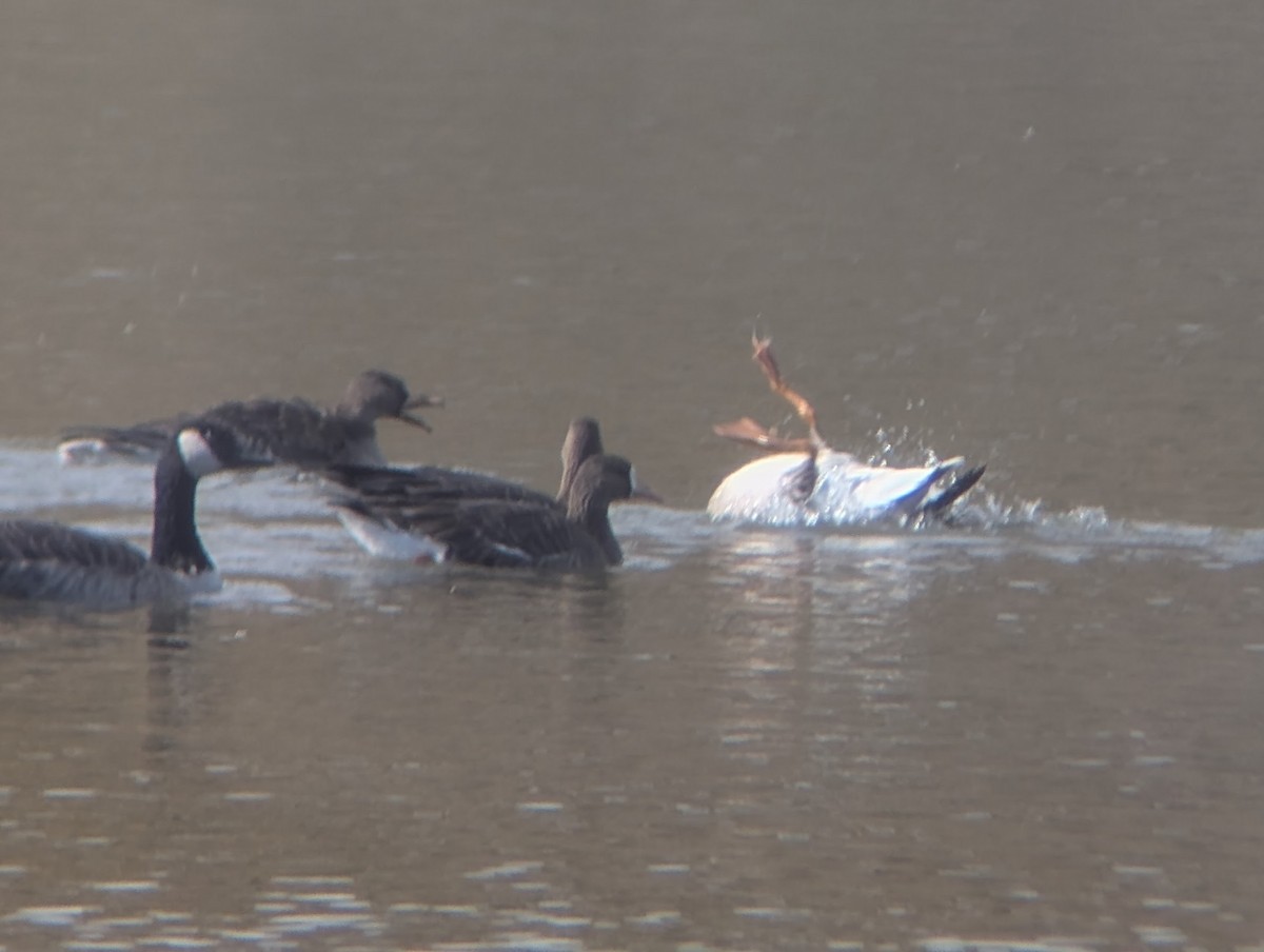 Greater White-fronted Goose - ML647174151