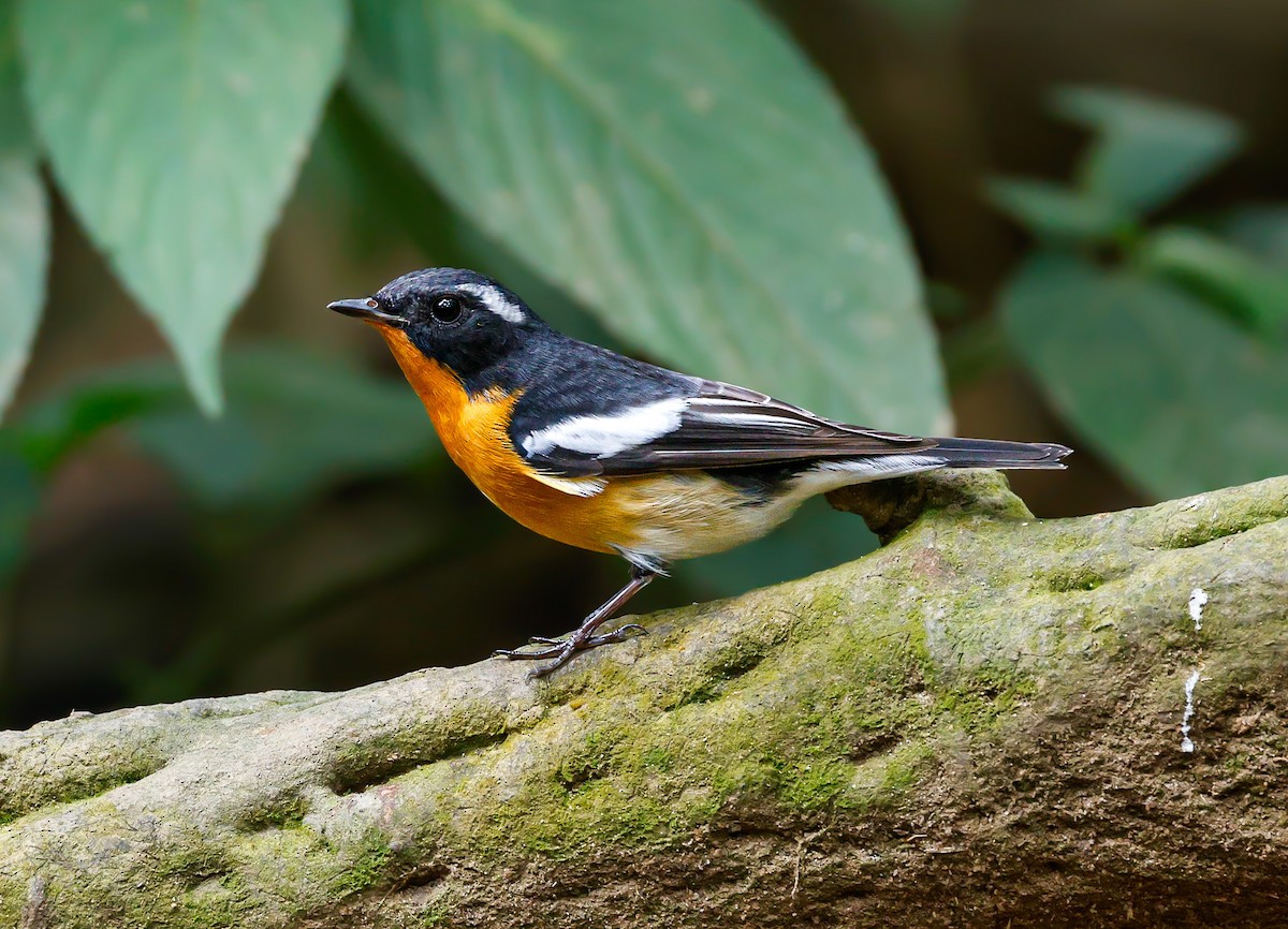 Mugimaki Flycatcher - ML647174165
