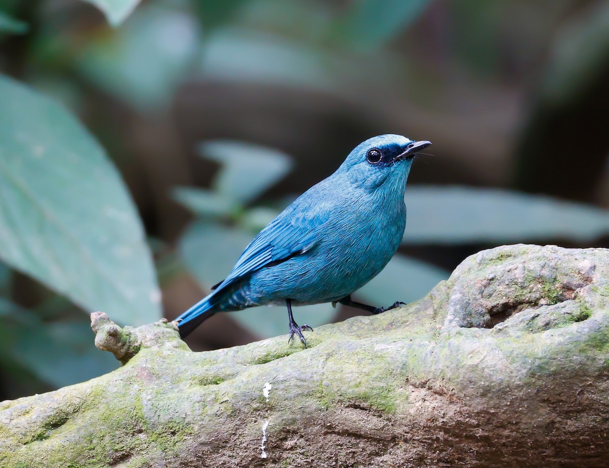 Verditer Flycatcher - ML647174167