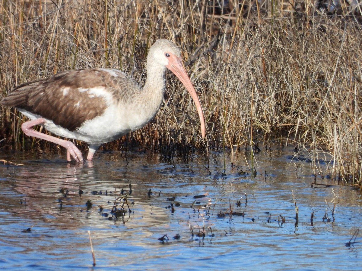 White Ibis - ML647174168