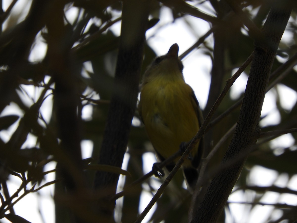 Maracaibo Tody-Flycatcher - ML647174171