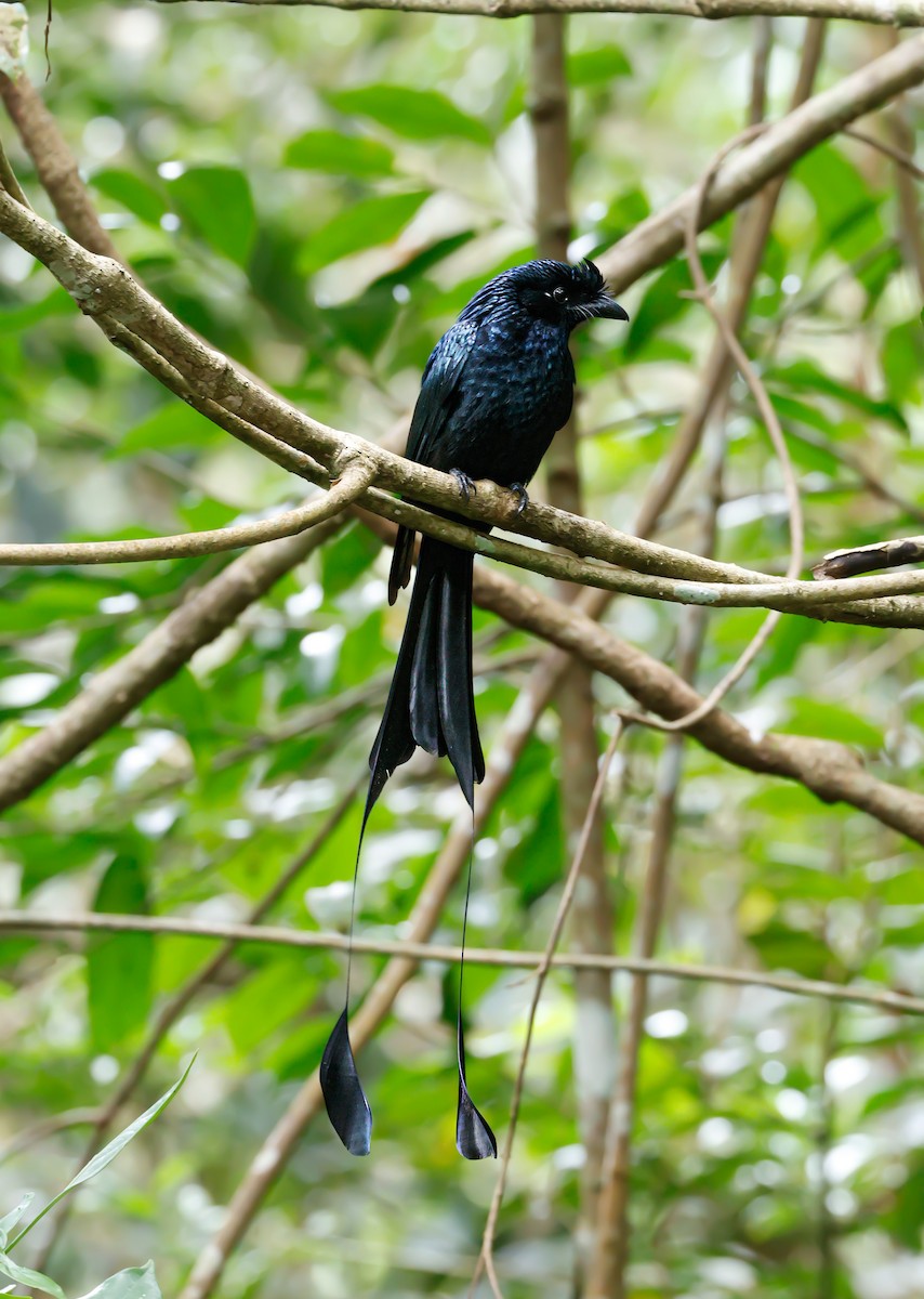 Greater Racket-tailed Drongo - ML647174172