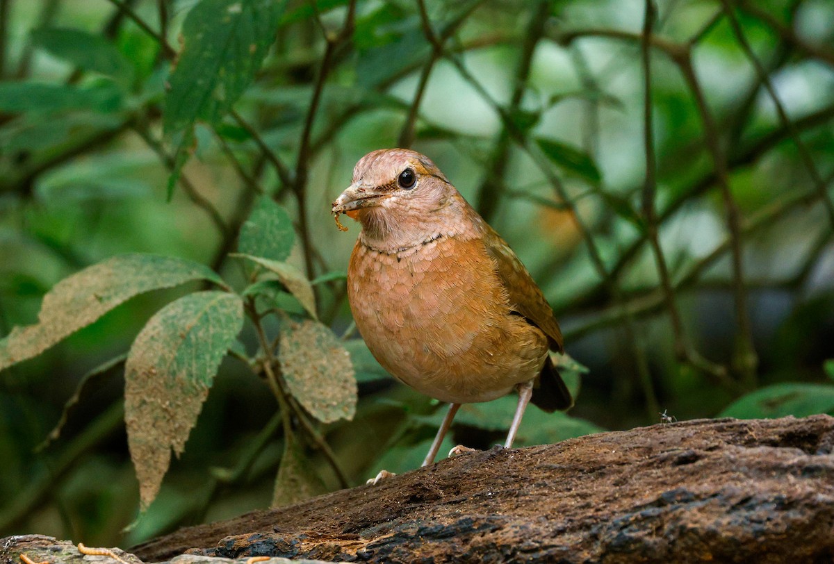 Blue-rumped Pitta - ML647174173