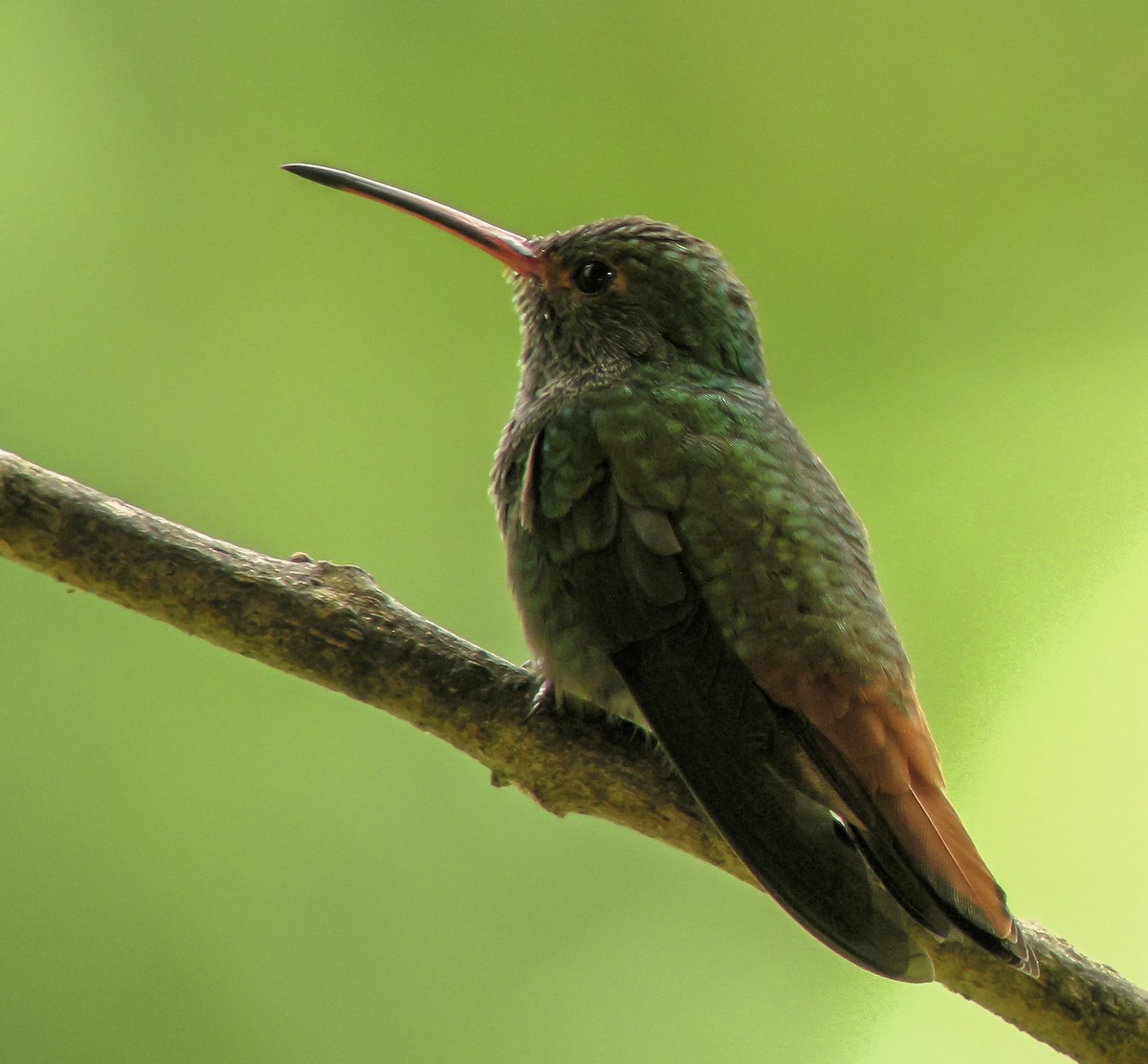 Rufous-tailed Hummingbird - ML647174175