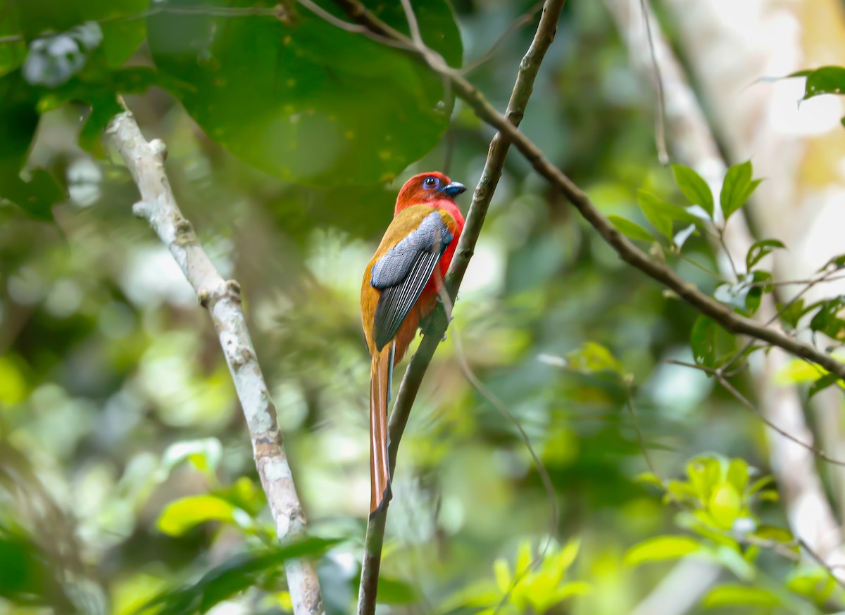 Red-headed Trogon - ML647174176