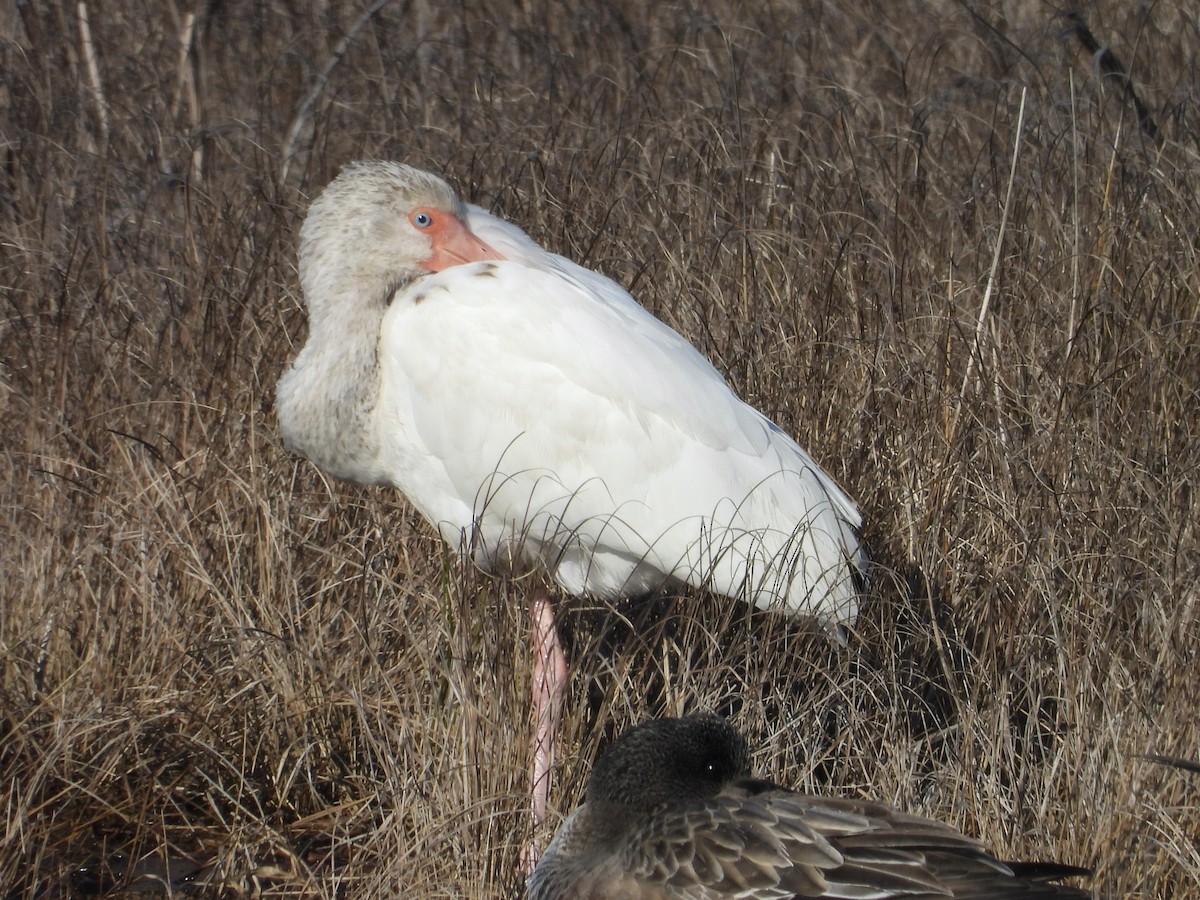White Ibis - ML647174179