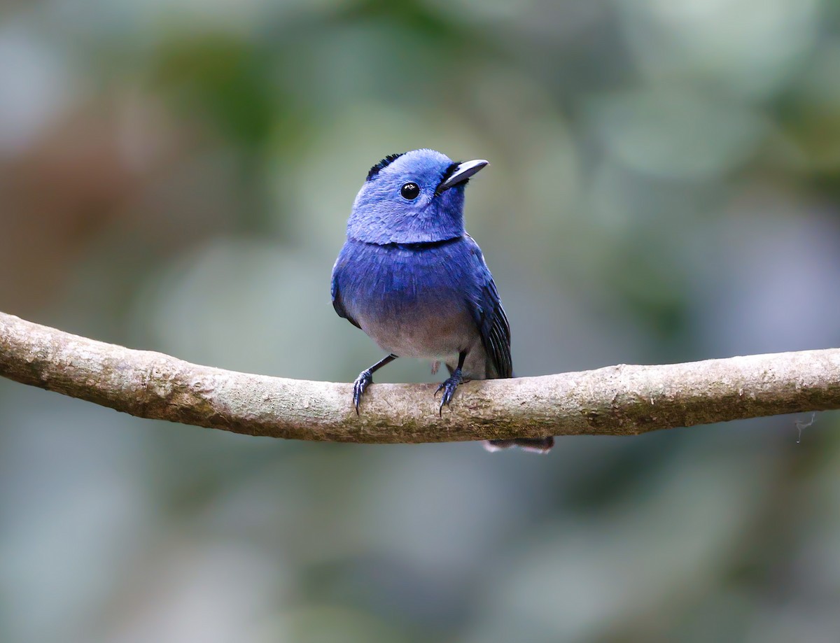 Black-naped Monarch - ML647174181