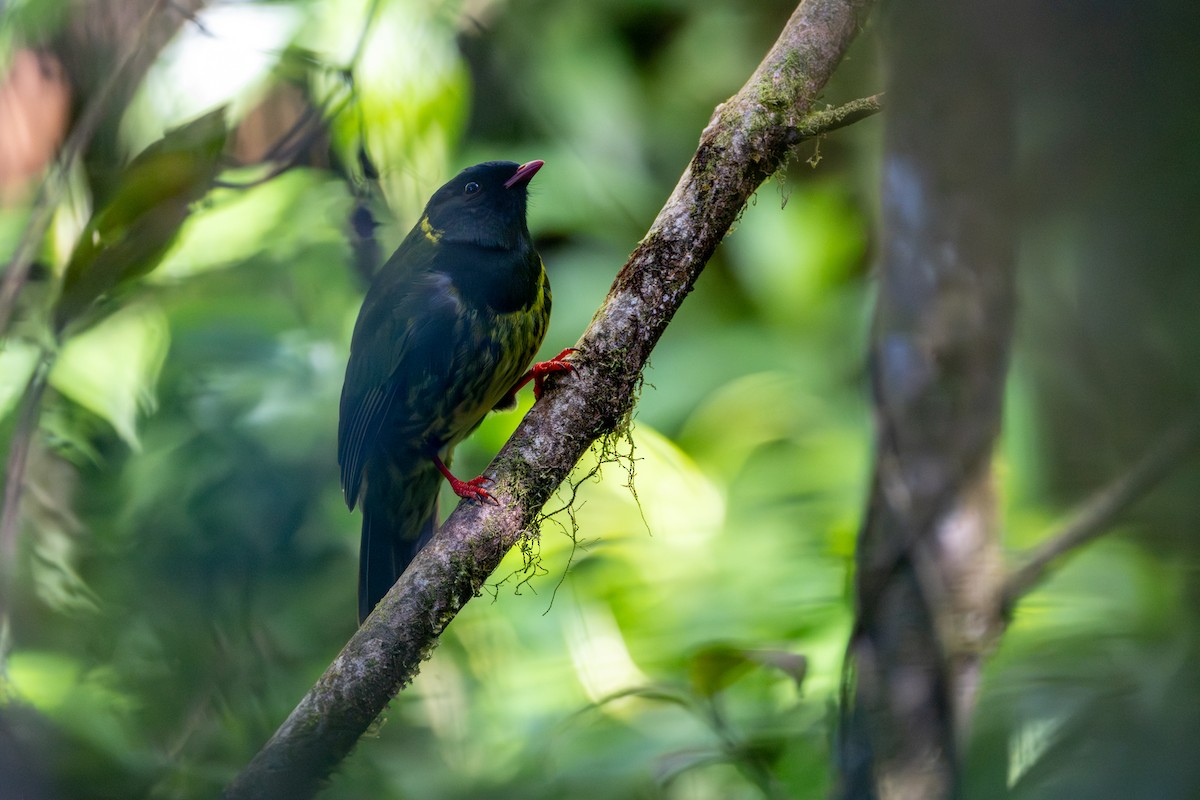 Green-and-black Fruiteater - ML647174186
