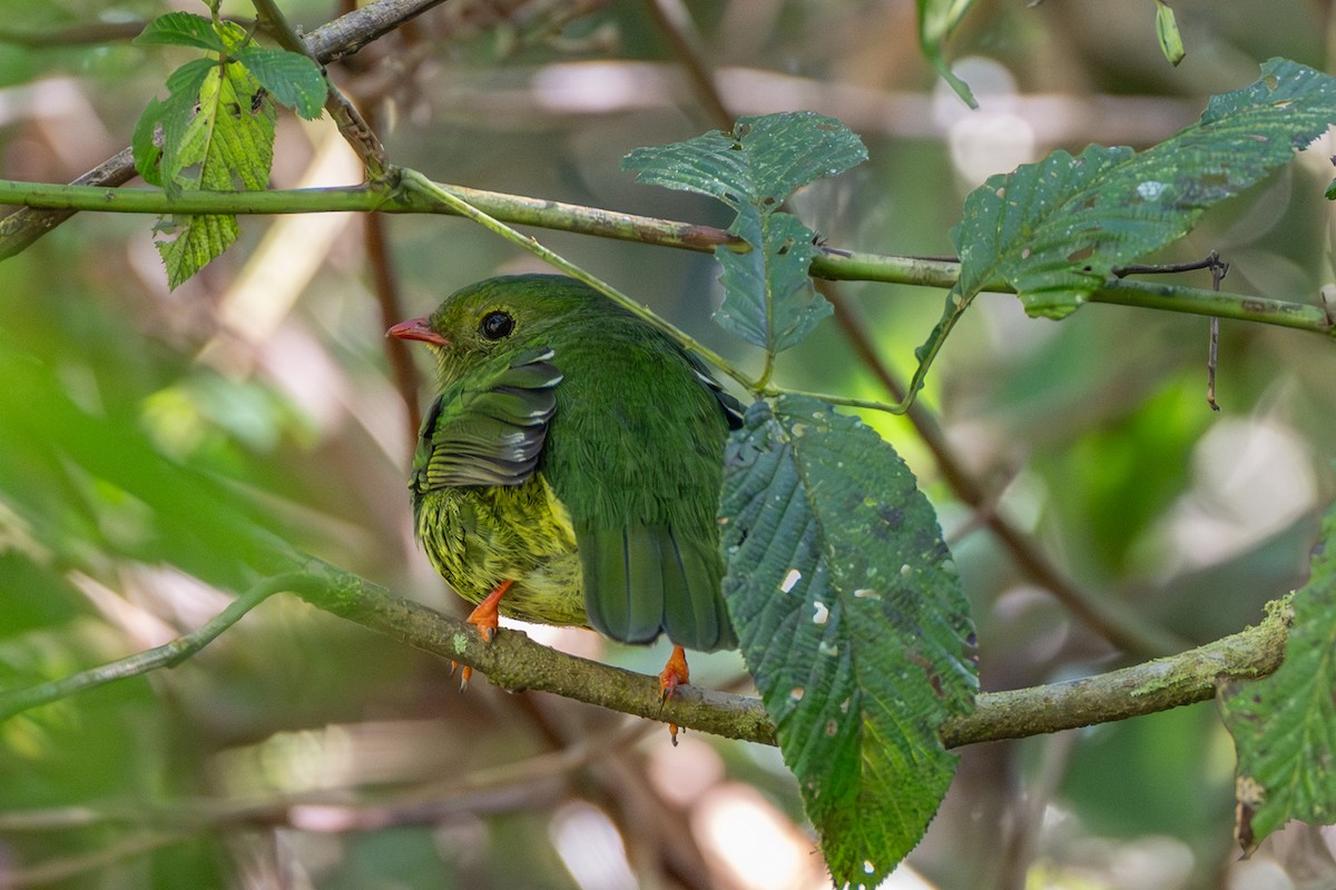 Green-and-black Fruiteater - ML647174187
