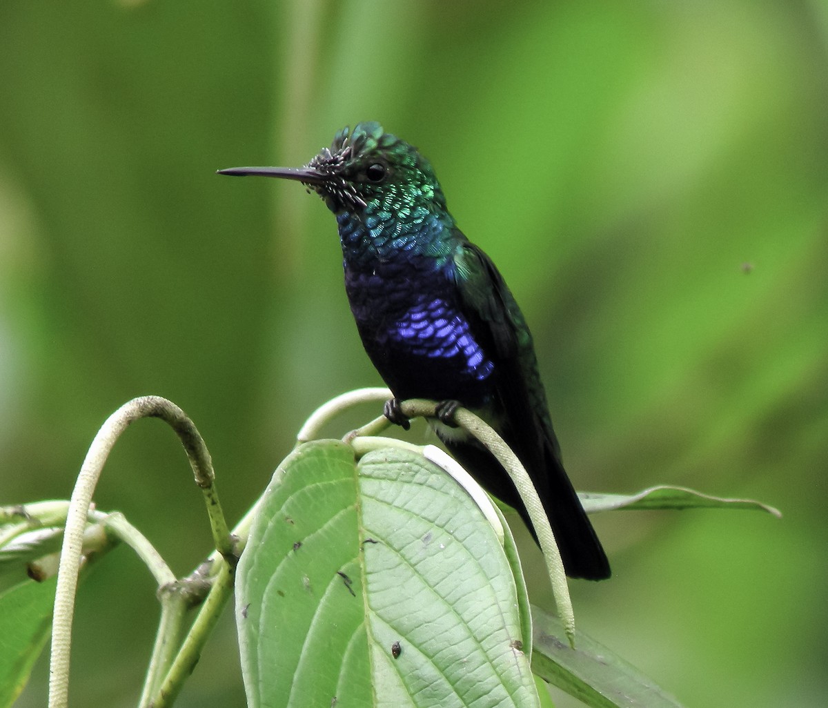 Violet-bellied Hummingbird - ML647174188