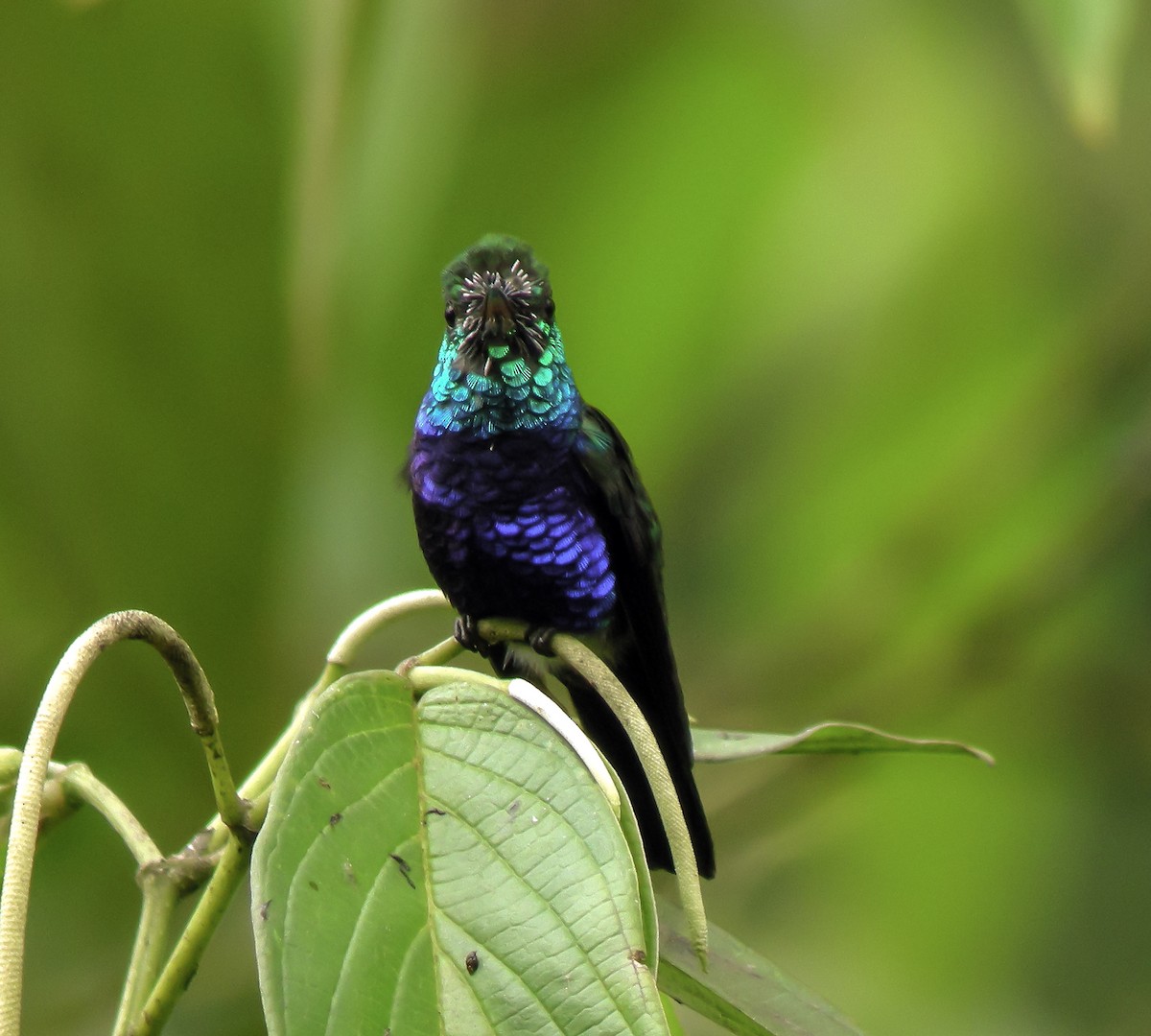 Violet-bellied Hummingbird - ML647174189
