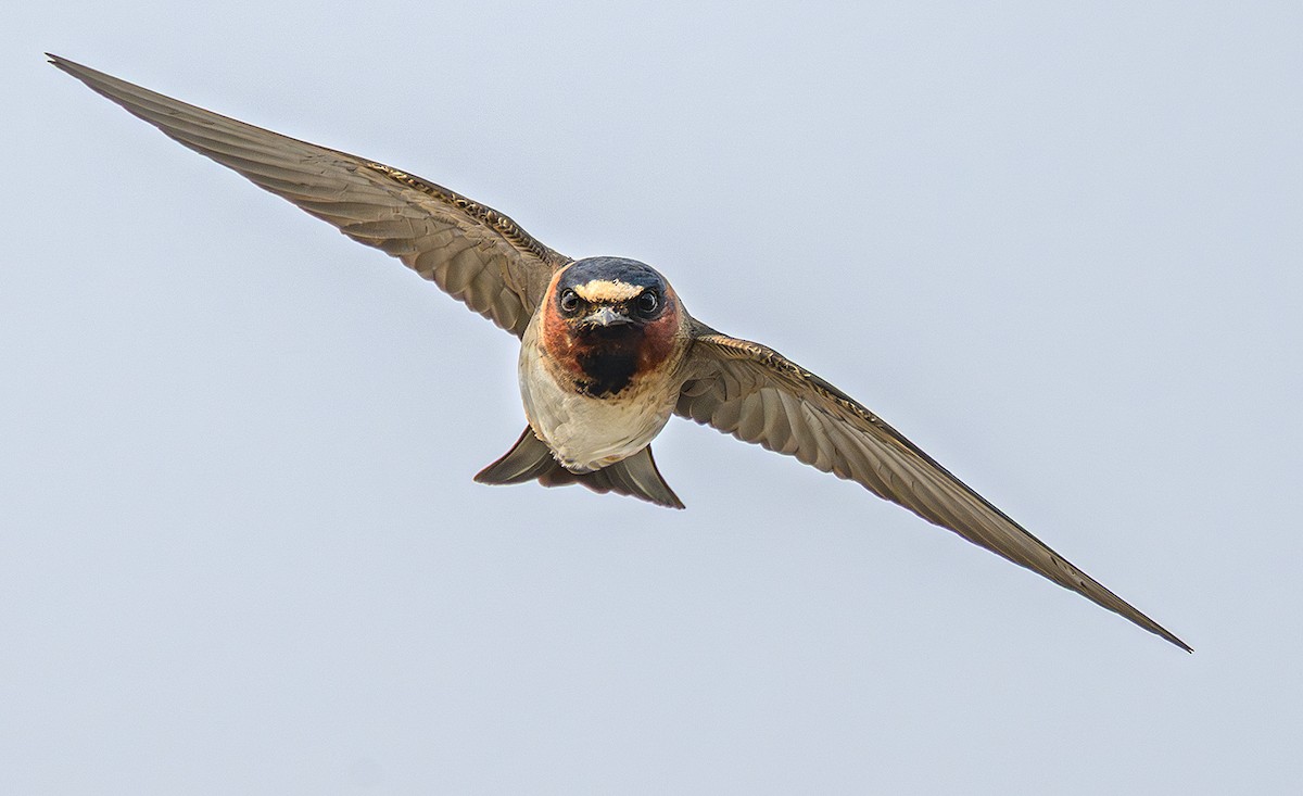 Cliff Swallow - ML647174252