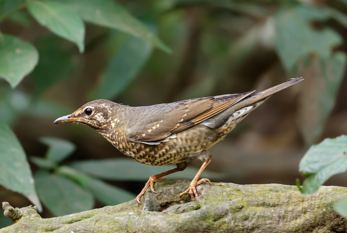 Siberian Thrush - ML647174254