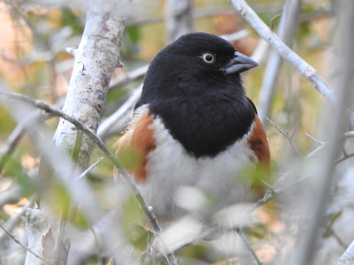 Eastern Towhee - ML647174255