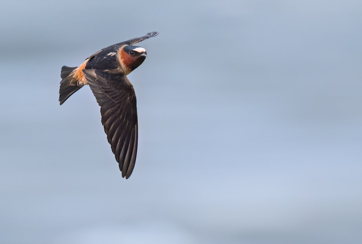 Cliff Swallow - ML647174256