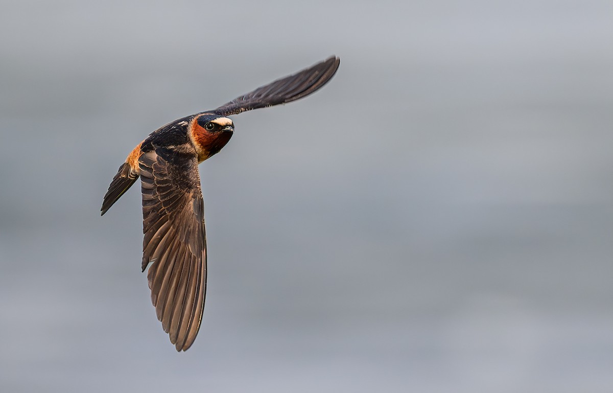 Cliff Swallow - ML647174263