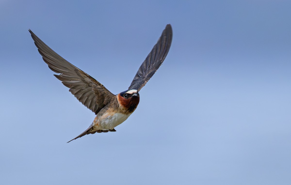 Cliff Swallow - ML647174266