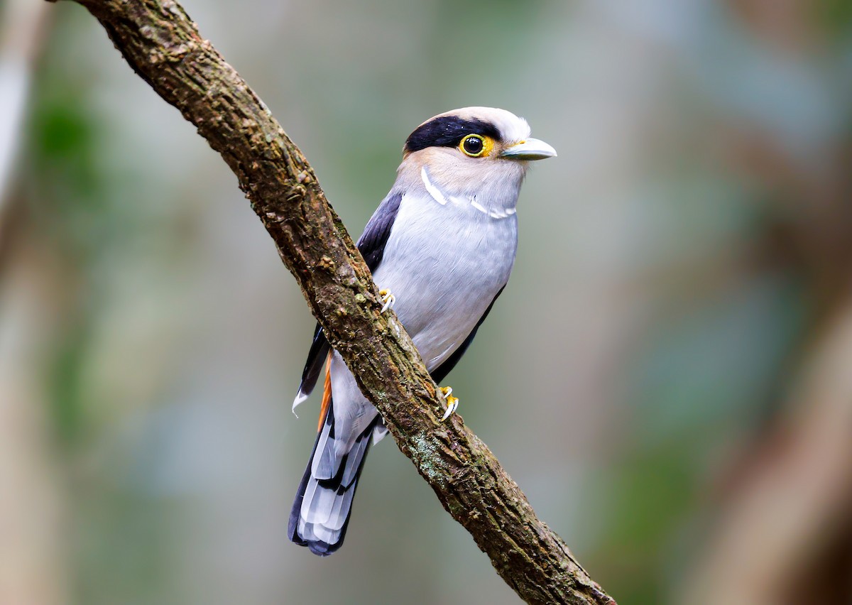 Silver-breasted Broadbill - ML647174274