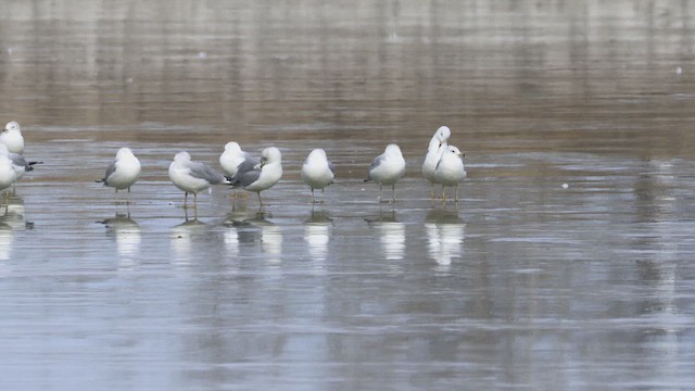 Ring-billed Gull - ML647174275