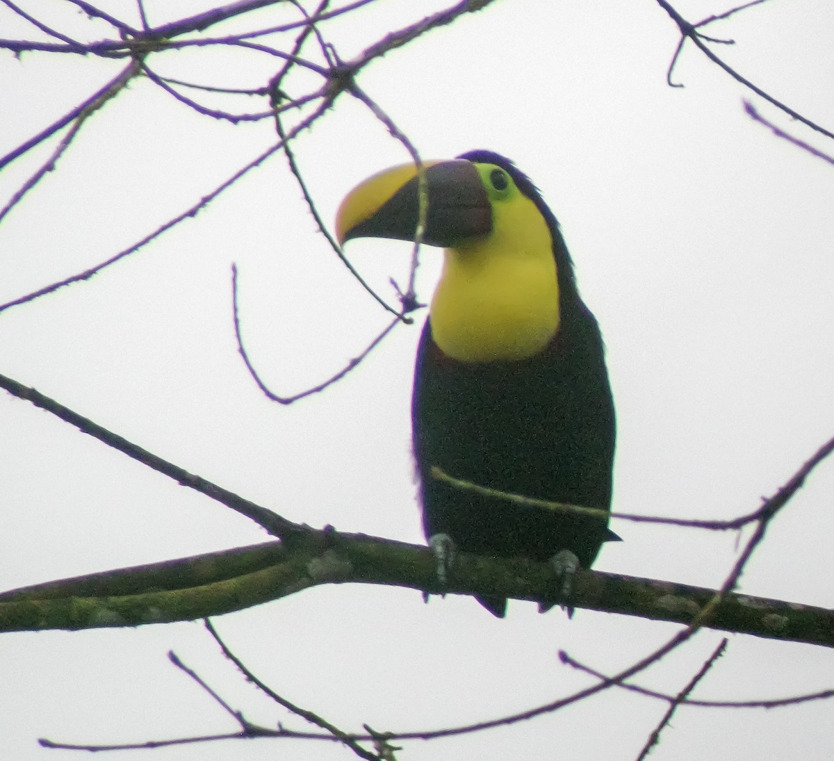 Yellow-throated Toucan (Chestnut-mandibled) - ML647174276