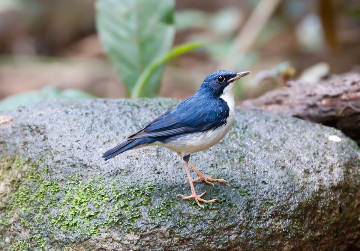 Siberian Blue Robin - ML647174277