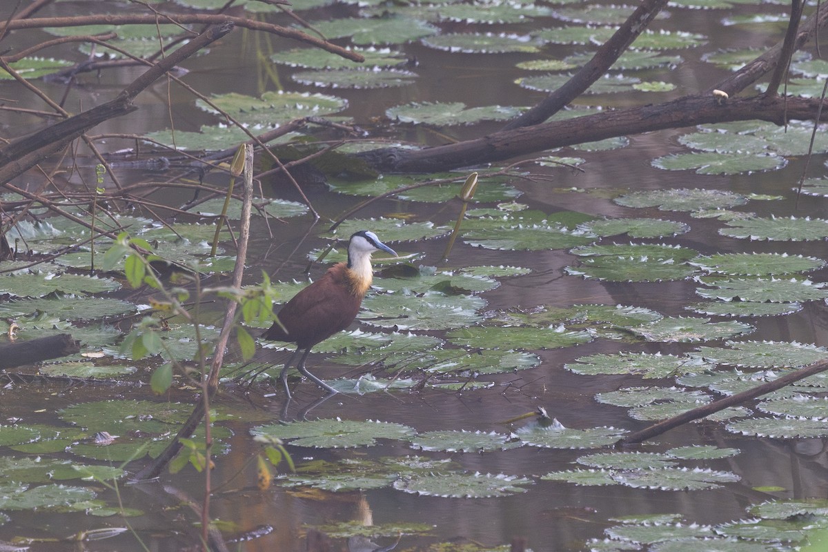 ostnák africký - ML647174285