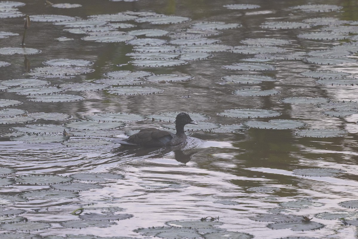 pižmovka konžská - ML647174287