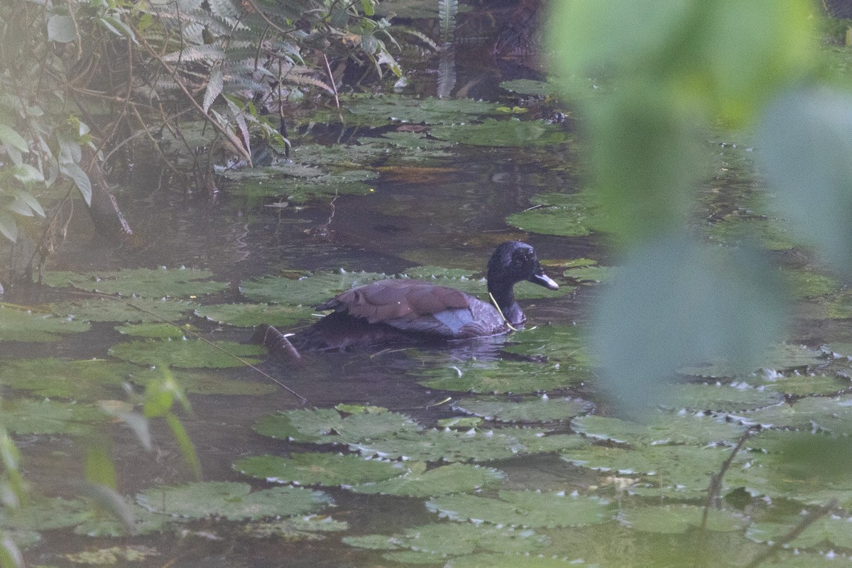 pižmovka konžská - ML647174290