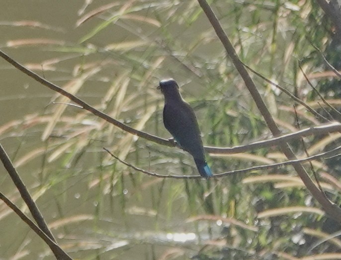 インドシナブッポウソウ - ML647174291