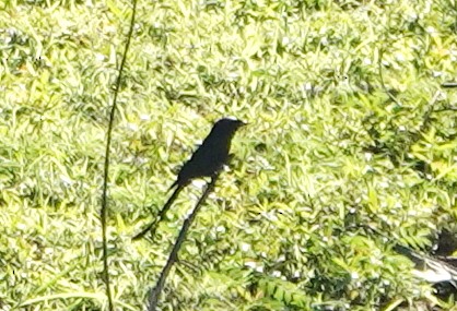 オウチュウ - ML647174294