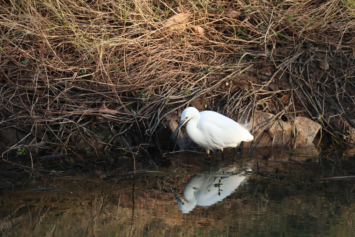 コサギ - ML647174295