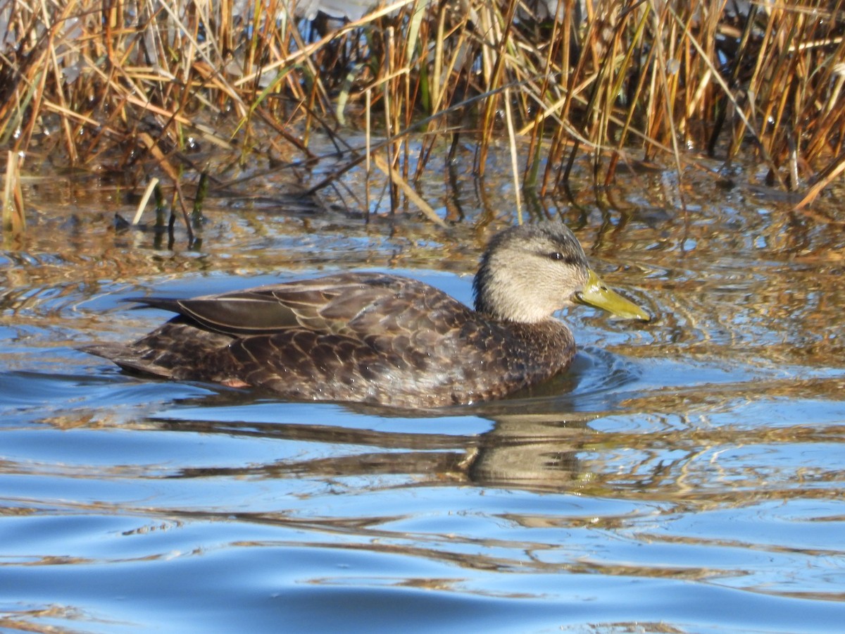 アメリカガモ - ML647174296