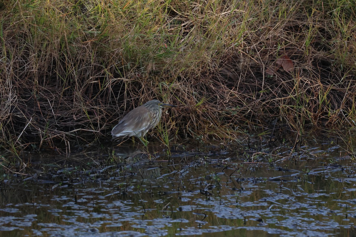 アカガシラサギ - ML647174301