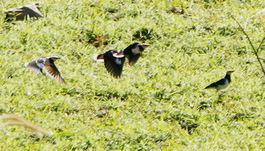 クビワムクドリ - ML647174303