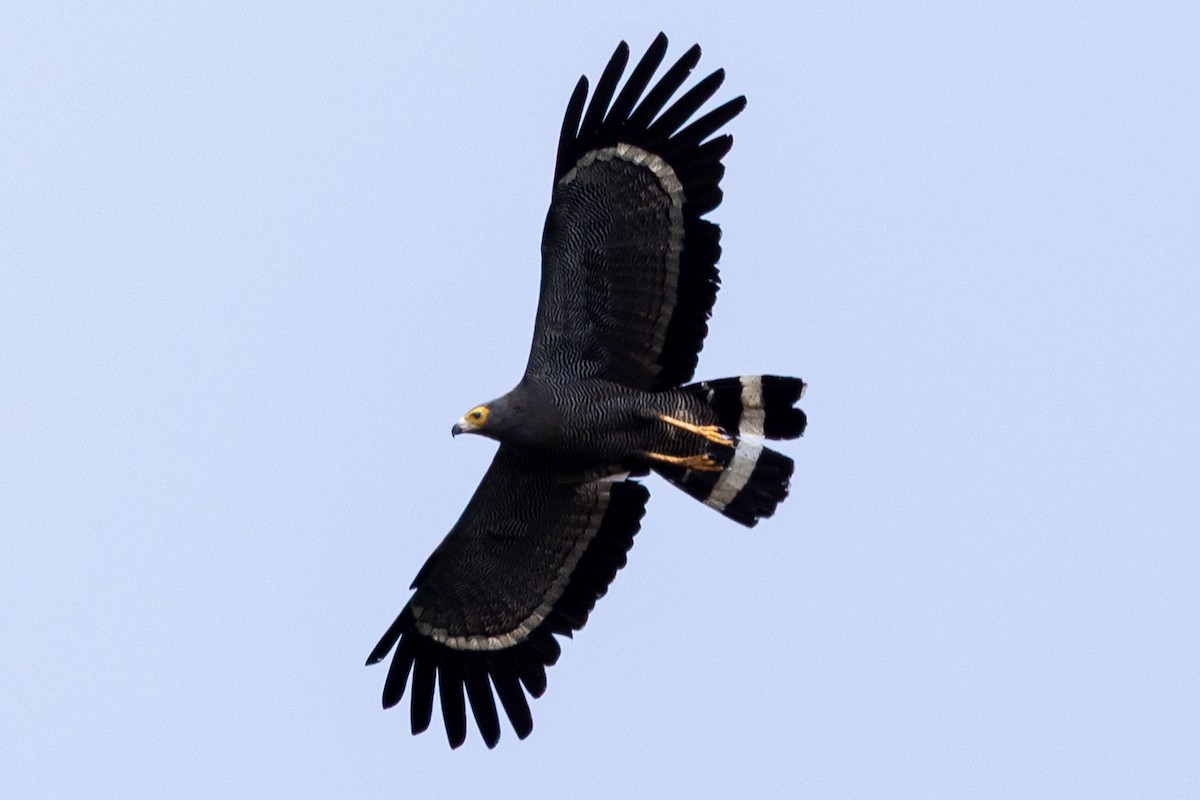 チュウヒダカ - ML647174305