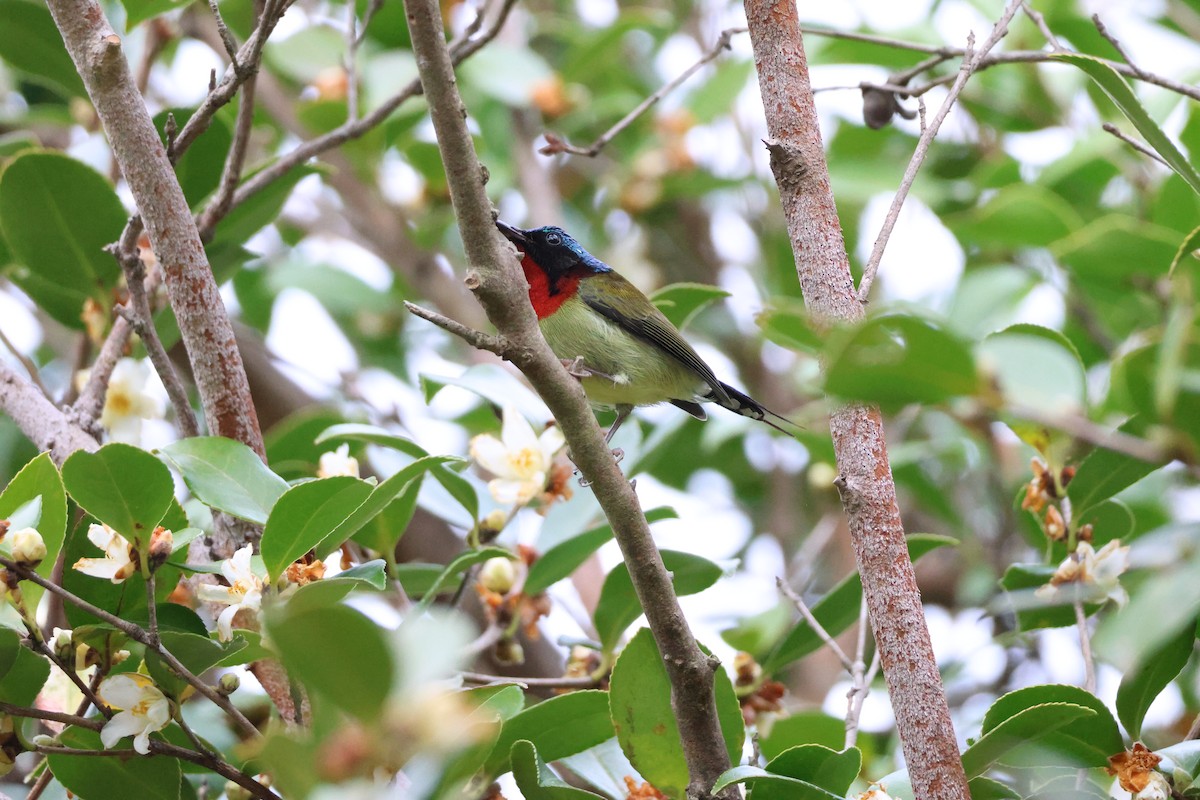 エンビタイヨウチョウ - ML647174306