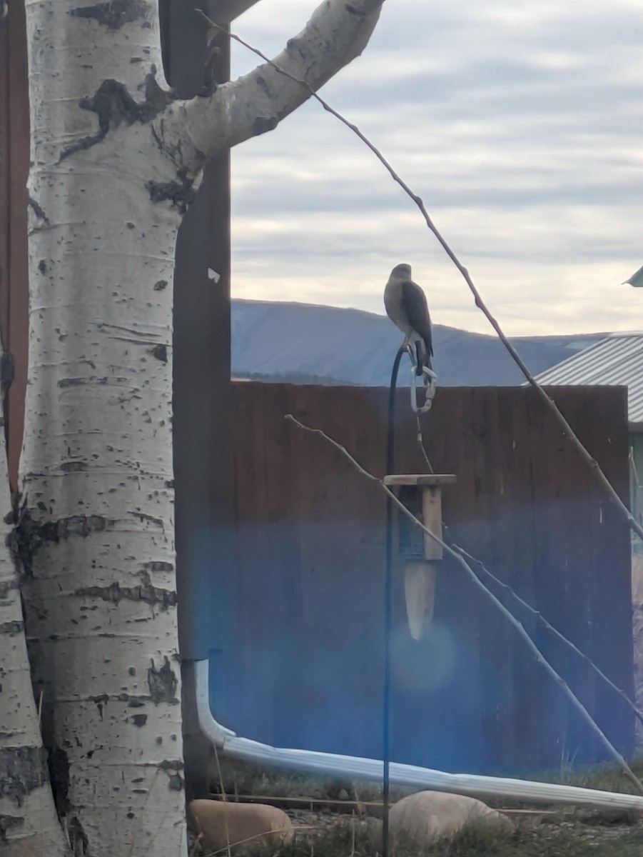 アシボソハイタカ - ML647174309