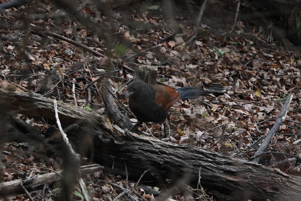 オオバンケン - ML647174310