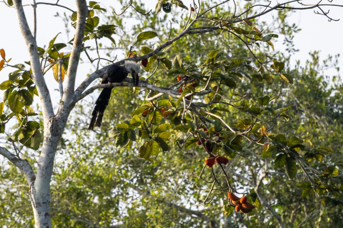 Western Long-tailed Hornbill - ML647174311