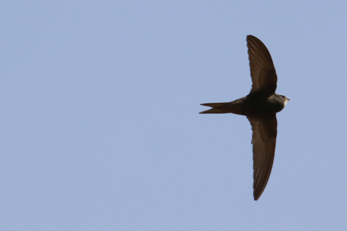 ヨーロッパアマツバメ - ML647174312
